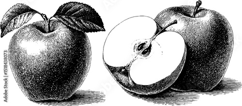 Vintage engraved apple collection with whole and bitten apples for creative design projects