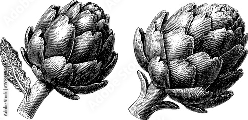 Vintage botanical illustration of artichoke hearts and leaves for design and print use