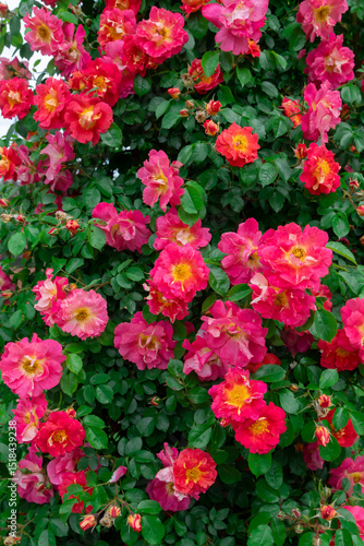Vibrant Pink Roses Blooming Among Lush Green Foliage in Natural Setting