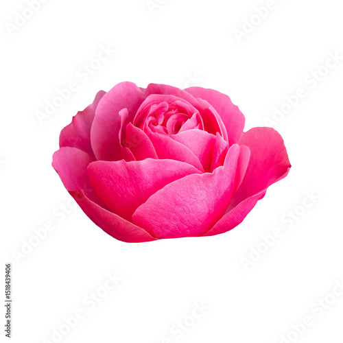 Pink rose flower.