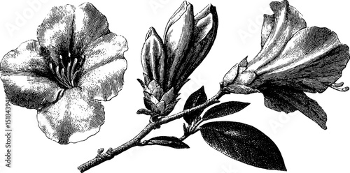 Detailed engraving of azalea bud and bloom set for botanical art and design