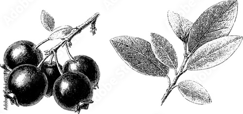 Vintage bilberry engraving set for botanical design and art projects