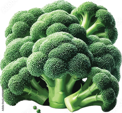 Fresh and vibrant illustration of a large broccoli head on a plain white background