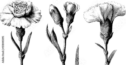 Engraved carnation buds and blooms - botanical art collection for floral design