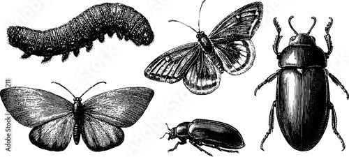 Detailed engraving of caterpillars and butterflies for nature and entomology design
