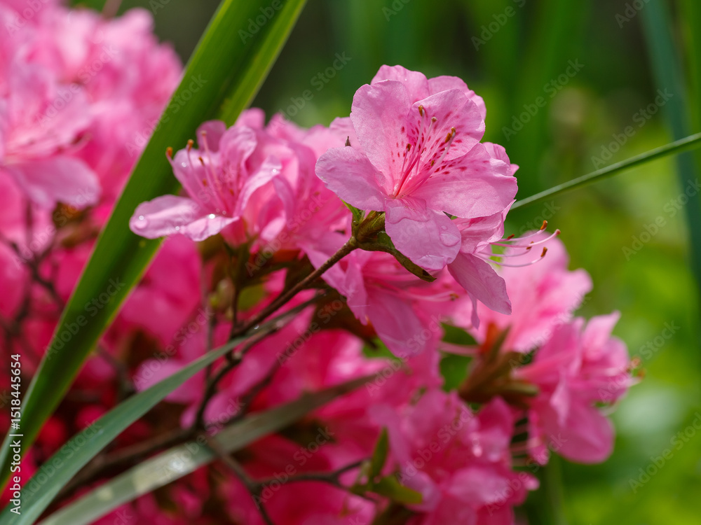 Obraz premium Rhododendron kiusianum, the Kyushu azalea, is a species of flowering plant in the family Ericaceae