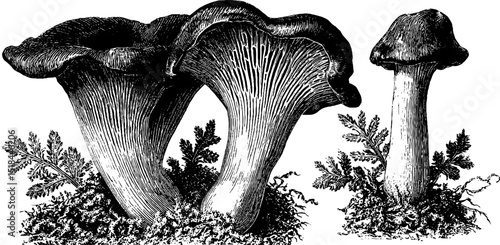 Antique illustration of chanterelle mushrooms with botanical elements for design