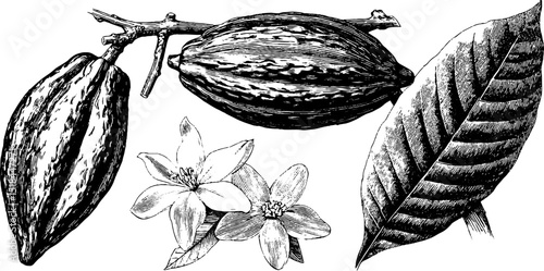 Engraved cocoa pod and bean illustration set for botanical design