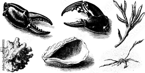 Engraved illustration of crab with claws and shell. Vintage marine design in black and white. Detailed artistic etching of aquatic wildlife.
