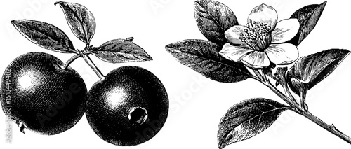 Engraved botanical illustration of cranberry plant with fruit and flower for botanical studies