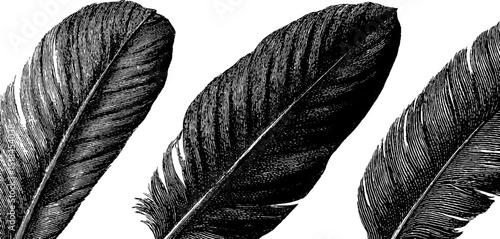 Intricately detailed engraved feather textures for artistic design projects