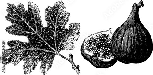 Engraved illustration of fig and fig leaf set for botanical art design