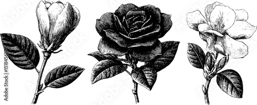 Vintage botanical gardenia illustrations: detailed buds and blooms for design and print