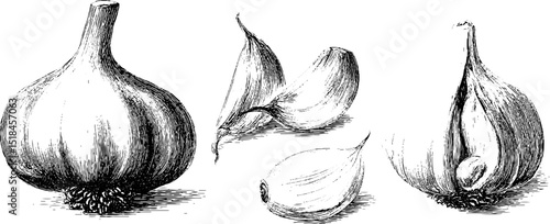 Engraved illustration set of garlic bulb and cloves for culinary and botanical designs