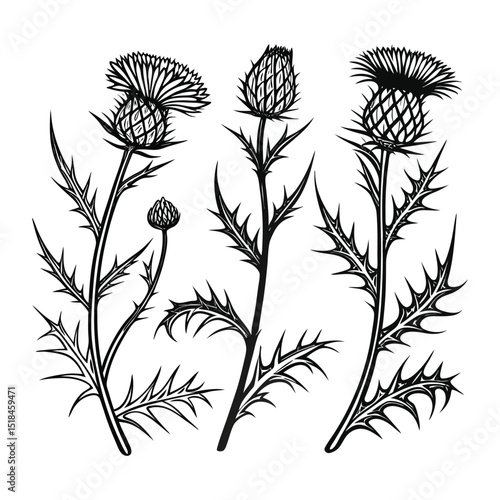Set of 4 thistle flowers and leaves vector illustration