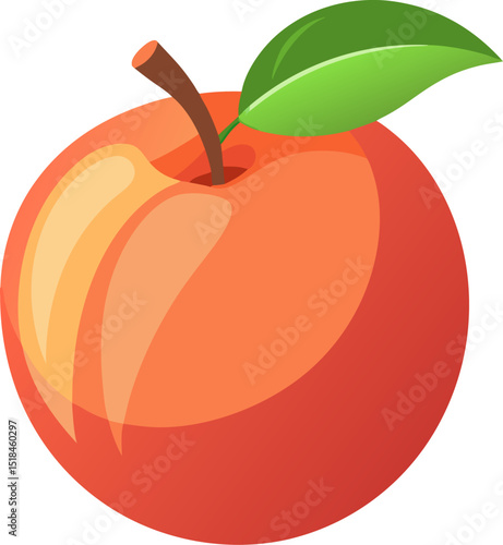 vector illustration of a nectarine