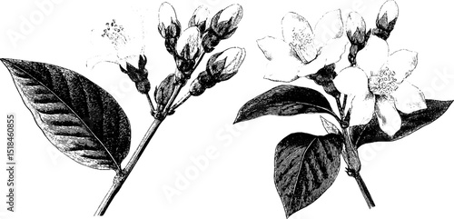 Engraved botanical illustration set of jasmine buds and blossoms for floral design