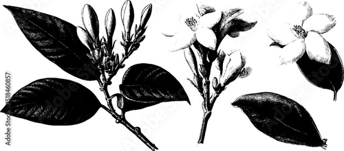 Intricate engraved illustration of jasmine buds and blossoms for botanical design