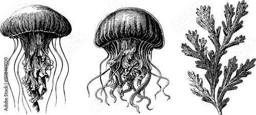 Intricate engraved illustrations of jellyfish and aquatic plants for natural history design
