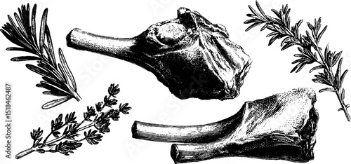 Engraved illustration set of lamb chop and herbs for culinary art and design