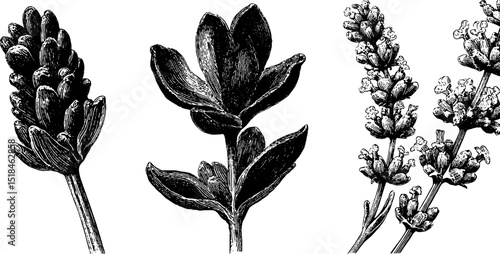 Elegant engraved botanical illustration set of lavender bud and bloom for design and decoration