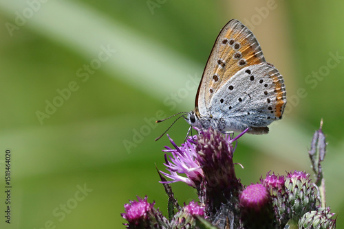 papillon cuivré écarlate mâle sur une fleur de chardon
