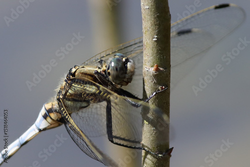 orthétrum à stylets blancs mâle