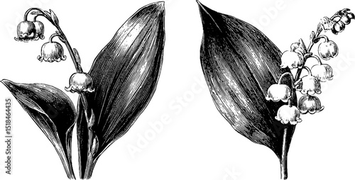 Detailed engraved illustration set of lily of the valley for elegant botanical design