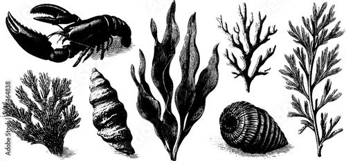 Vintage engraved illustration set featuring lobster claws and marine life for nautical design