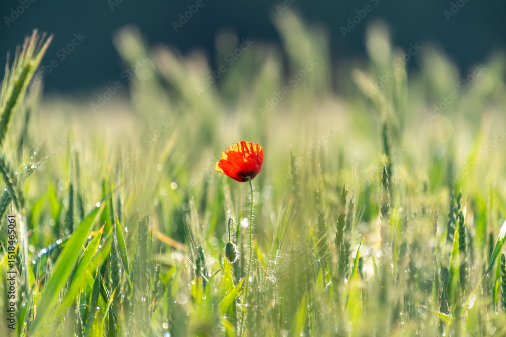 Fototapeta premium Eine Mohnblume in einem Getreidefeld