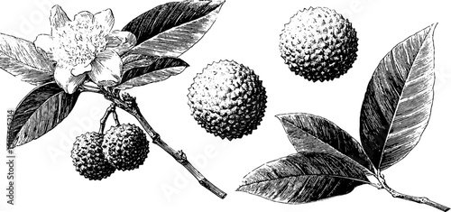 Engraved botanical illustration set featuring lychee fruit and leaves