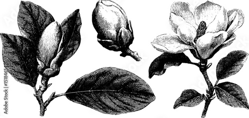 Engraved illustration of magnolia flower bloom. Botanical design with bud, leaf, and artistic nature drawing.
