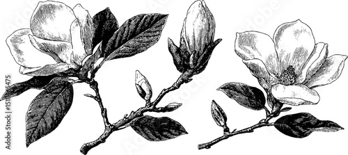 Engraved magnolia bud and bloom illustration set for botanical decor and design