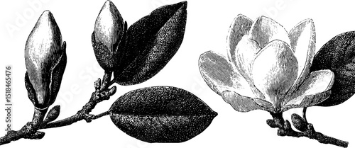 Engraved botanical art of magnolia bud and bloom for nature design