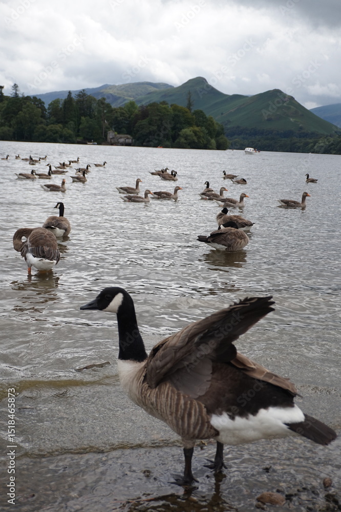 Fototapeta premium Derwentwater Lake District Crow Park 