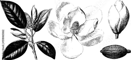 Wallpaper Mural Engraved botanical illustration set of magnolia tree elements with leaves and flowers Torontodigital.ca