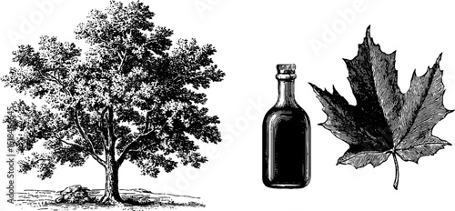Engraved maple tree and leaf with bottle of syrup illustration for botanical design