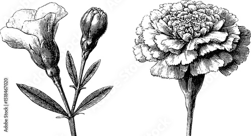 Detailed engraved illustration of marigold bud and bloom for botanical design