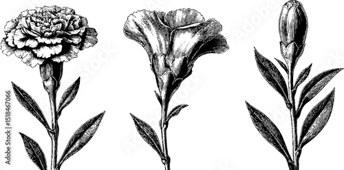 Vintage botanical illustration set featuring marigold buds and blossoms