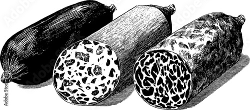 Engraved illustration of mortadella sausages displaying traditional craftsmanship