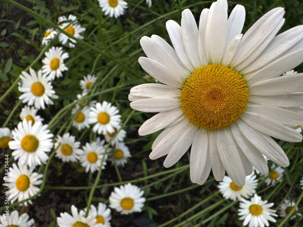 Obraz premium Close-up of blooming white daisies bathed in gentle sunlight, emphasizing the contrast between white petals and bright yellow centers.