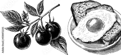 Vintage engraved illustration of omelet and cherry branch for culinary art design