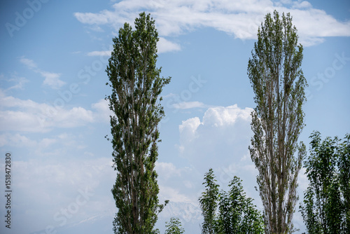 Obraz na plátně Tall poplar trees against a blue sky with scattered clouds