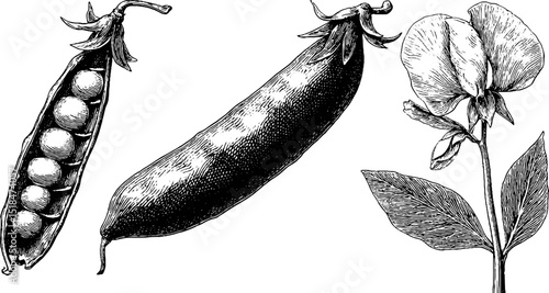 Engraved botanical illustration of pea pod and plant for print and design