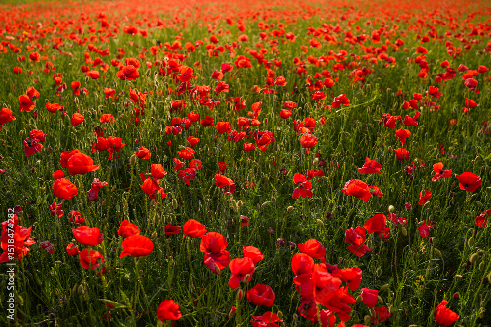 Fototapeta premium Field of Red Blooming Poppies – Vibrant Spring Floral Landscape