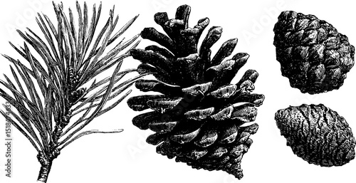 Detailed engraved illustration of pine cones and needles for botanical design