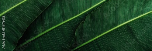 Close-Up of Tropical Green Leaf Background, Flat Lay Fresh Botanical Banner