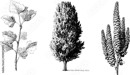 Engraved botanical illustration of poplar tree varieties