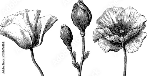Detailed botanical engraving of poppy buds and blossoms for floral design and education