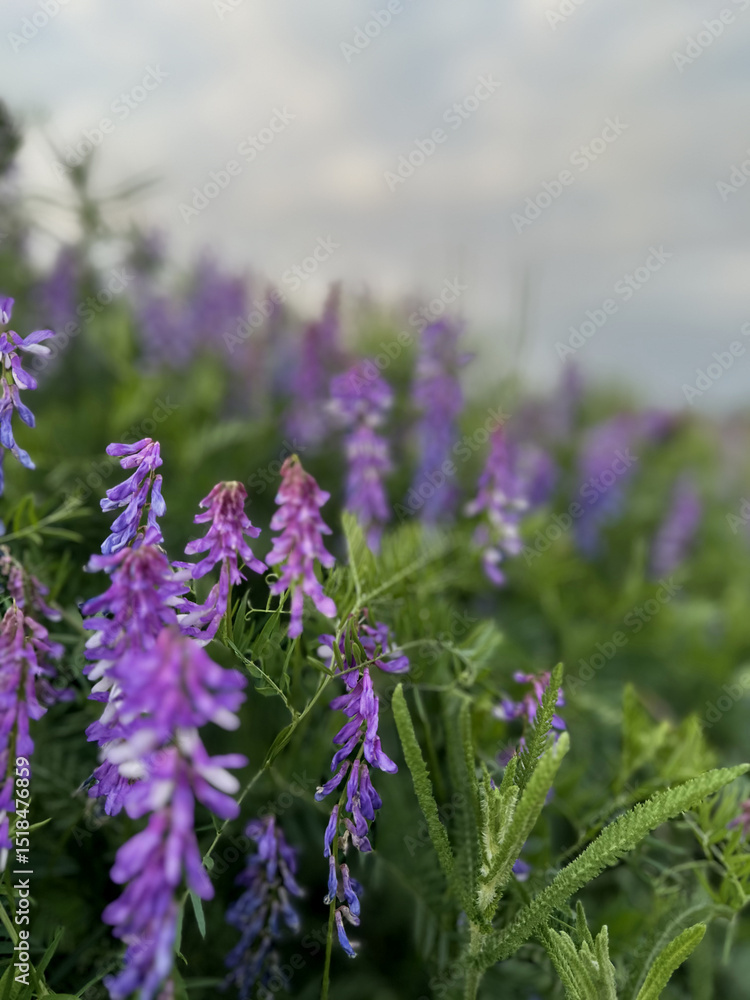 Obraz premium Field of wild vicia cracca flowers with elegant purple petals and green leaves. Nature’s intricate design captured in full bloom.